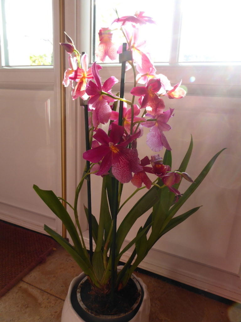 L'Orchidée de ma fête: Cambria.