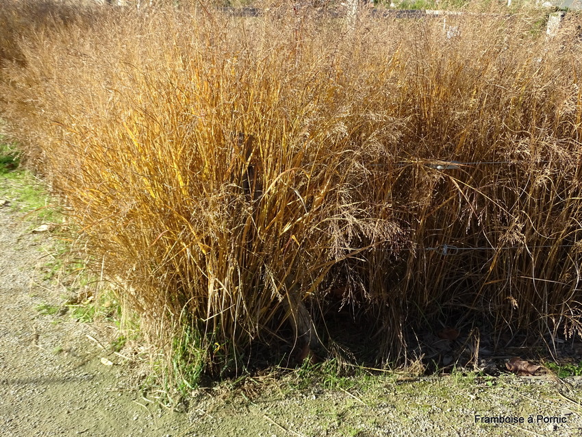 Pornic jardin botanique de la ria - 