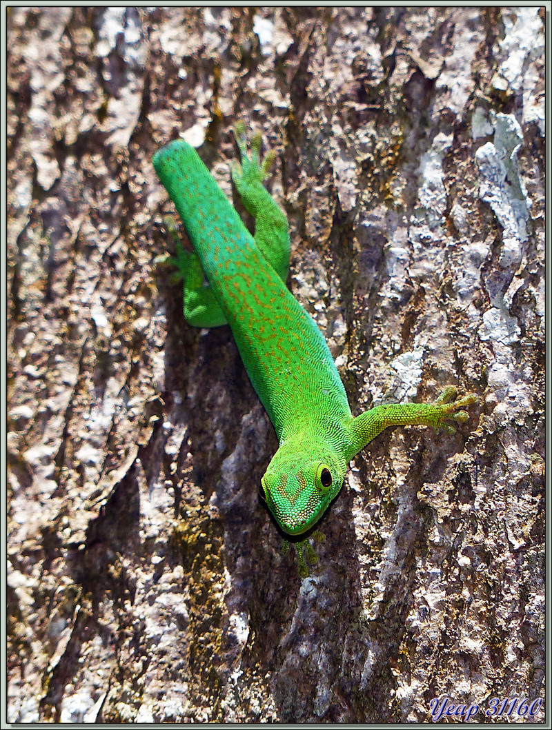 Animation .gif : Gecko vert des Seychelles (Phelsuma astriata astriata) - La Digue - Seychelles