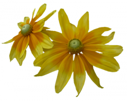Tubes Fleurs - Divers