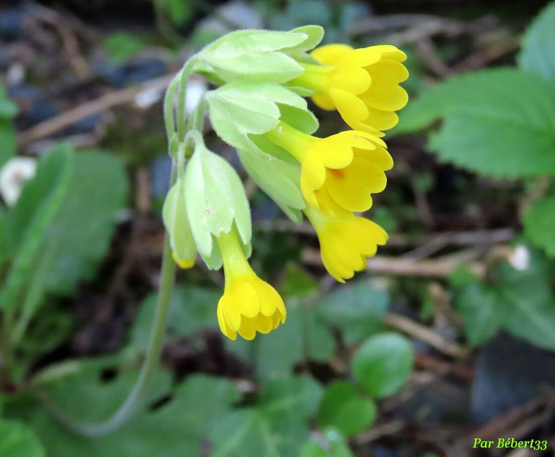 Nos fleurs du jardin - 2