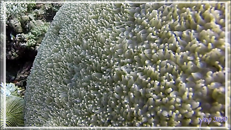 Corail bulle ? Plerogyra diabolotus ? - Athuruga Reef - Atoll d'Ari - Maldives