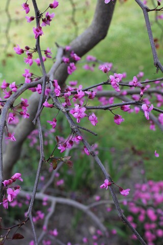 cercis canadensis 'Ruby falls' enfleurs en avril