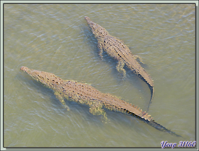 Blog de images-du-pays-des-ours : Images du Pays des Ours (et d'ailleurs ...), Crocodile américain (Crocodylus acutus) - Rio Tarcoles - Parc National Carara - Costa Rica