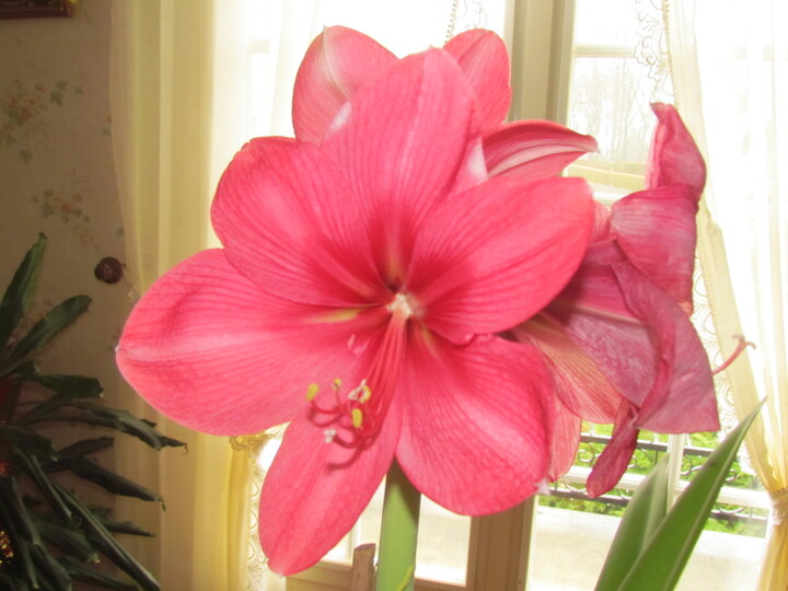  ORCHIDEE ET AMARYLLIS .