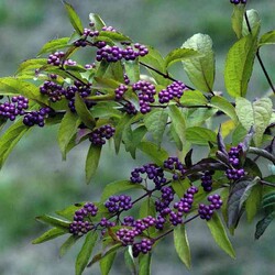 Le Callicarpa dichotoma Issai