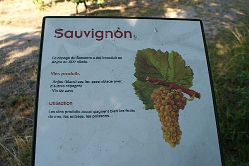 14-Sauvignon1
