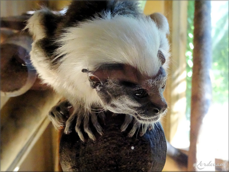 Photo de Tamarin Pinché - Zoo d'Arcachon