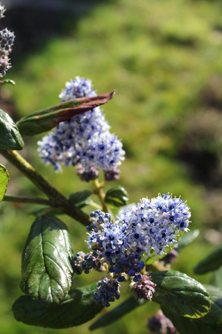 céanothe 'Trewithen Blue'