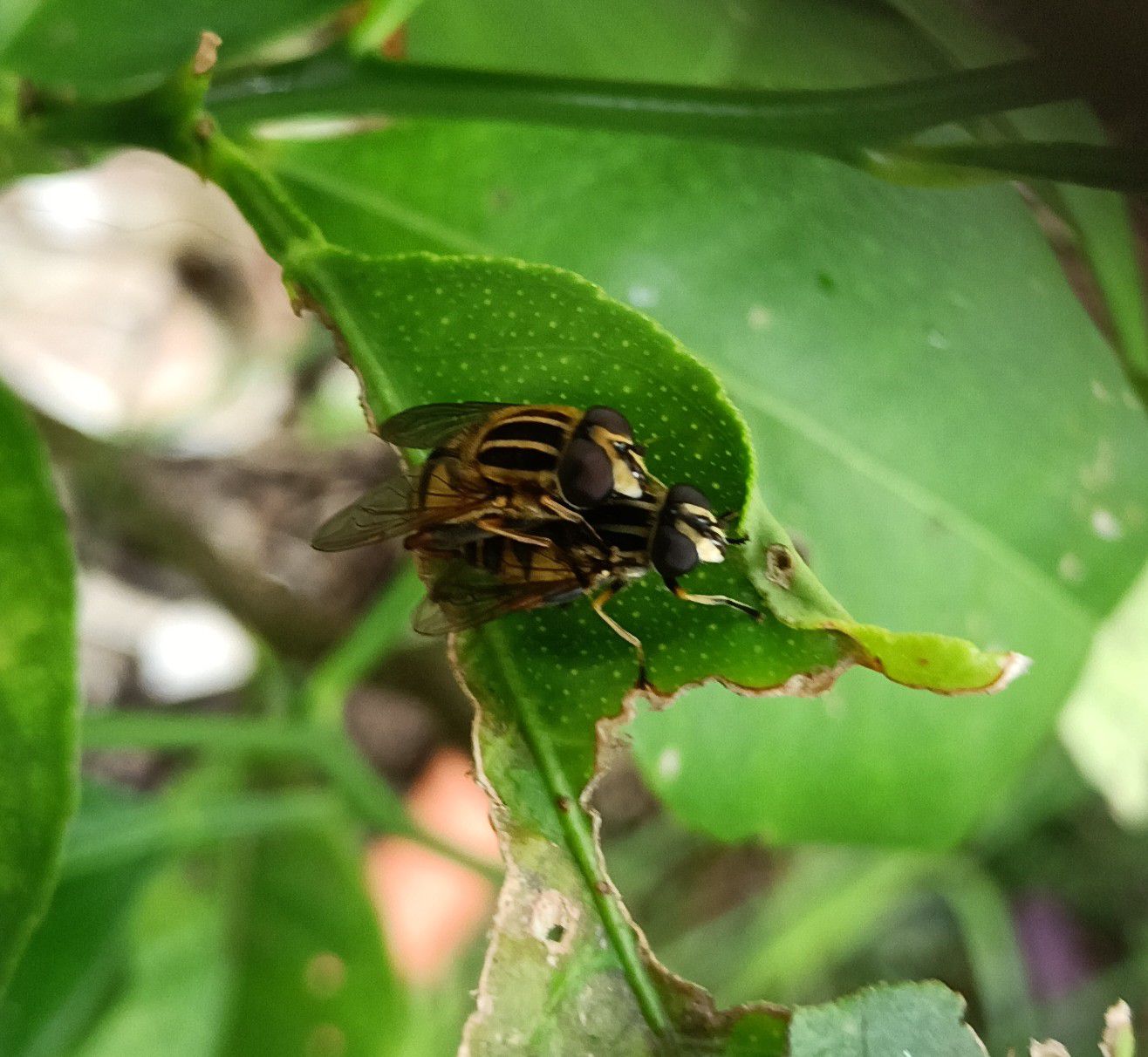 Petits insectes sur mes plantes - juillet 2024...