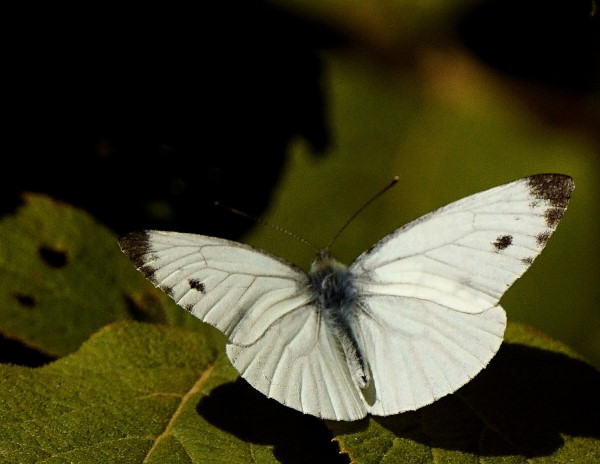 Piéride du Navet