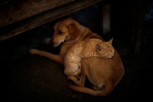 Si vous êtes en quarantaine avec votre animal de compagnie à cause du Covid-19