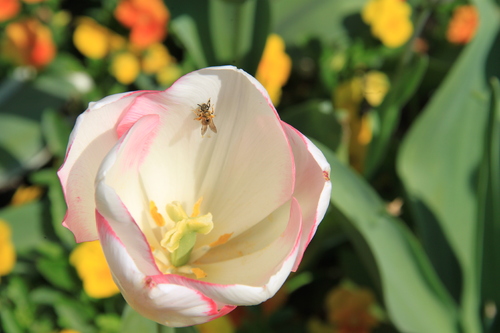 Il est revenu le temps des fleurs....