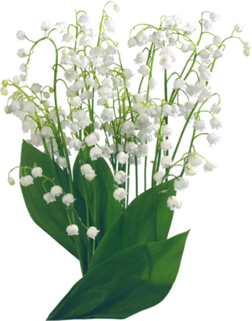 Muguet / 6