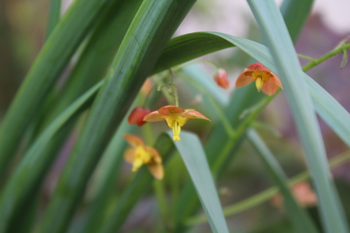 Floraison printanière