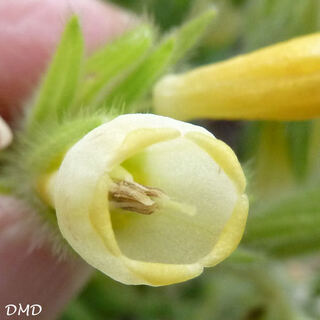 Onosma fastigiata - orcanette fastigiée