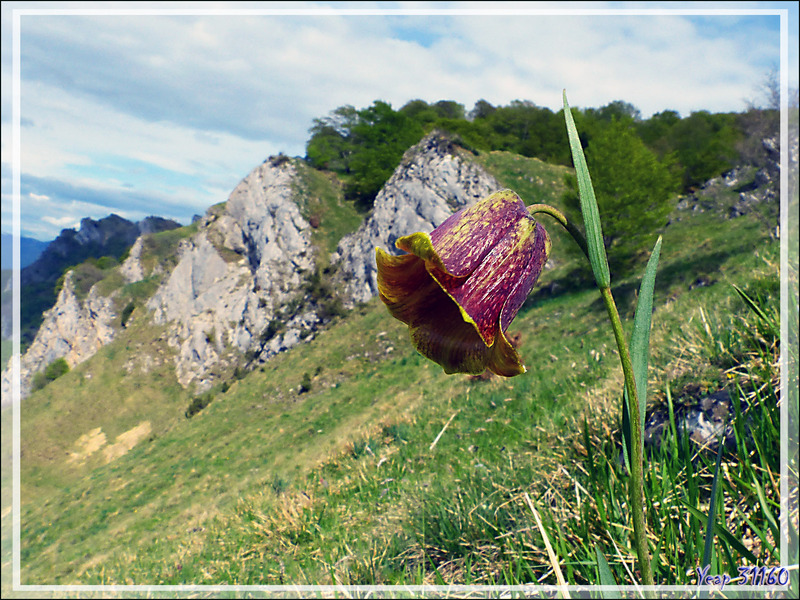 Fritillaire noire ou des Pyrénées (Fritillaria pyrenaica) - Boutx - 31