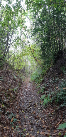 La forêt maléfique