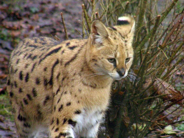 Serval