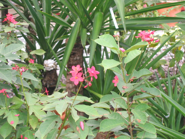 Fleurs de Martinique