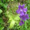 Grassette commune (Pinguicula vulgaris)