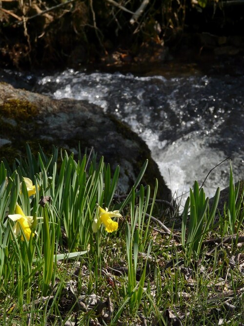 Réveil de la nature