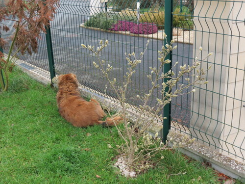 découverte dans mon jardin ....