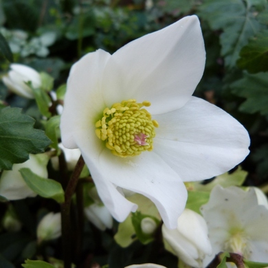 Entre la rose et l'hellébore...