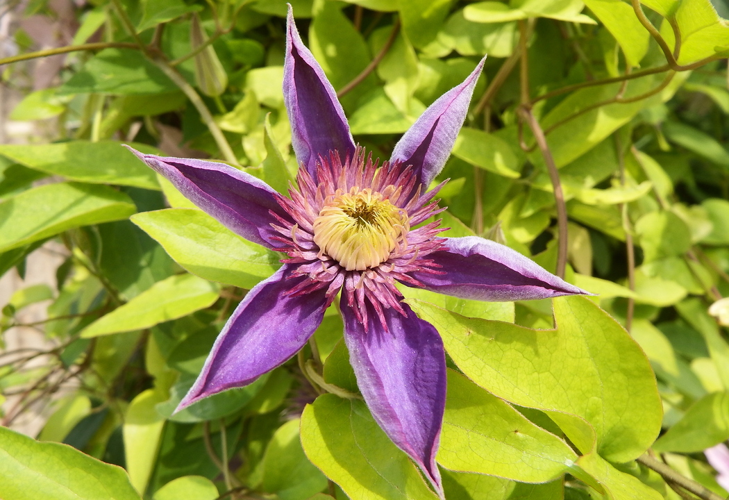 des fleurs pour vous en macro !