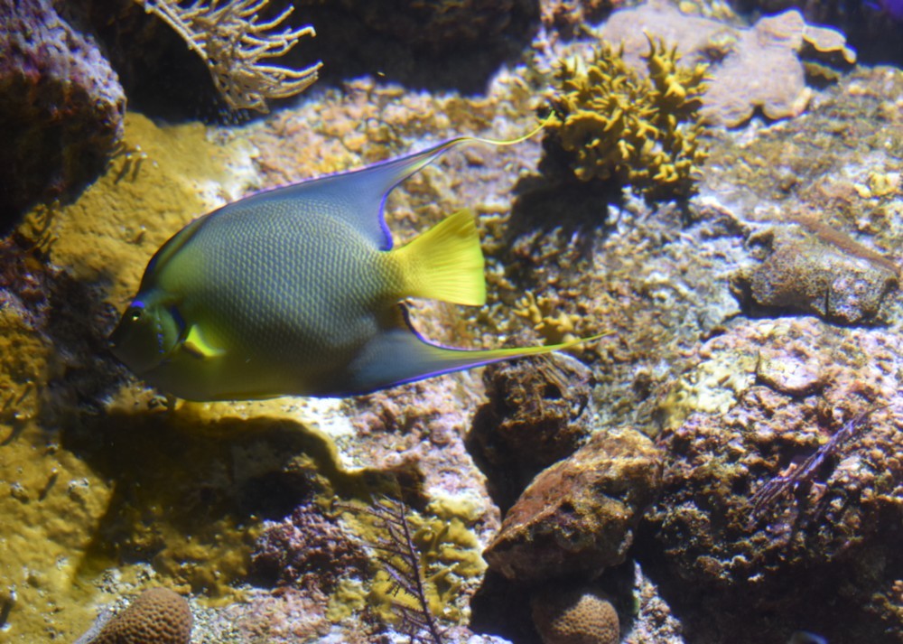 Quelques poissons, à l'Aquarium de La Rochelle...