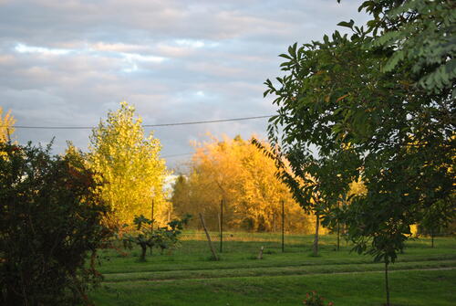 QUAND LE SOLEIL DORE LES SAULES