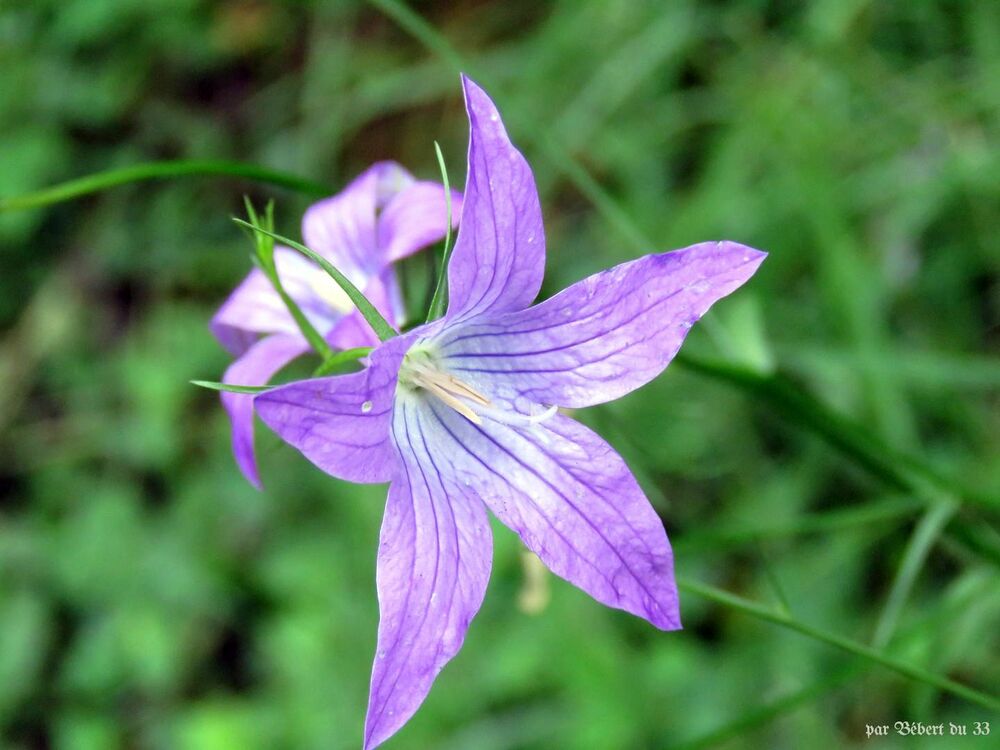 des bébètes et fleurs