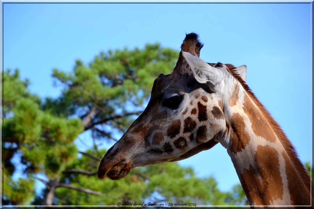 Girafe -  Zoo de la Palmyre - Charente-Maritime (2)
