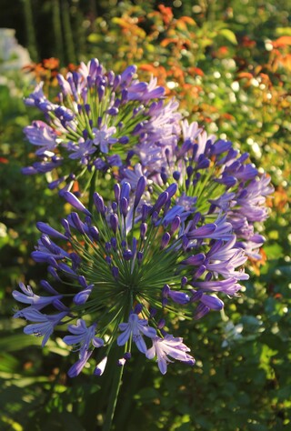 agapanthes bleues