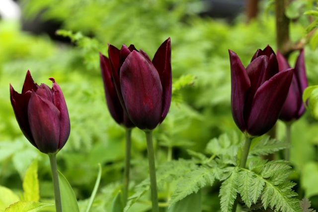 Tulipes 2023 : Havran