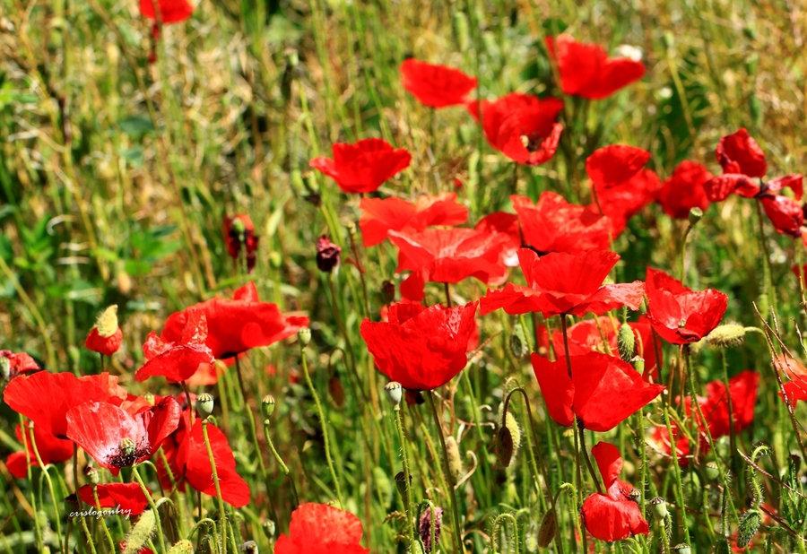 Gentil coquelicot , Masdames,