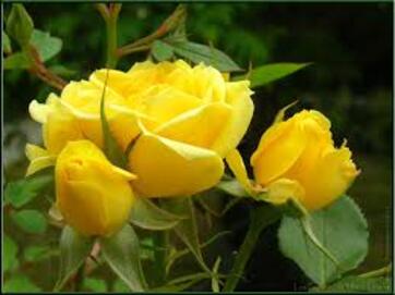 Rose jaune - La Photo du Jour de Marie-Line