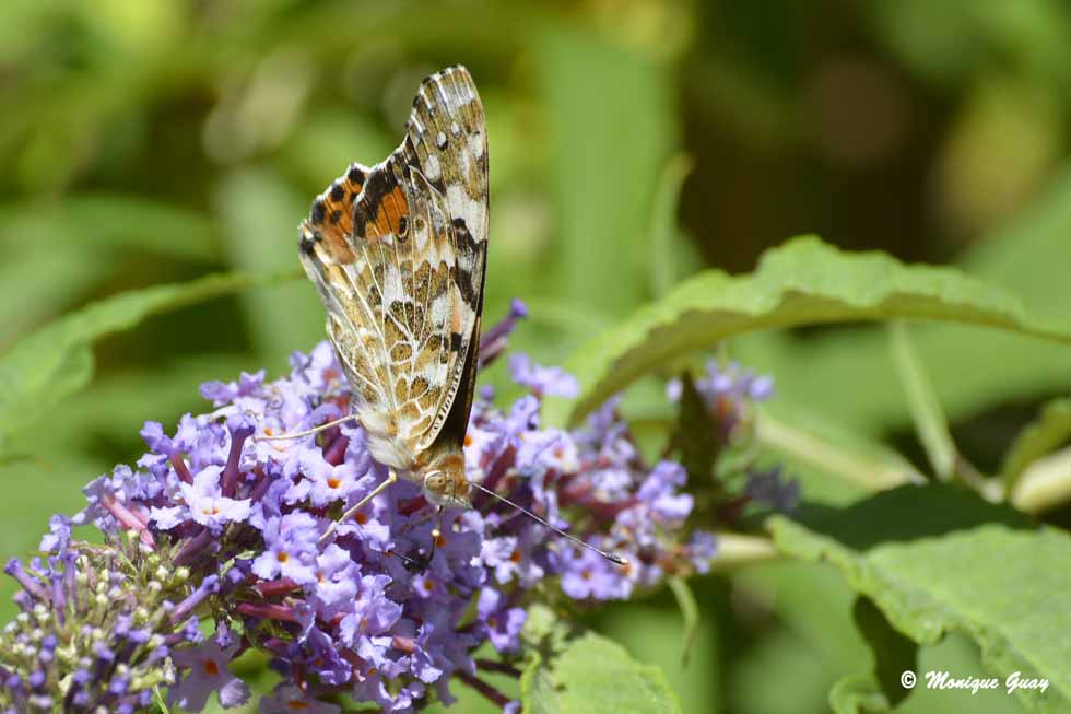 Belle dame Vanessa Cardui