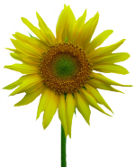 Tubes Fleurs - Divers