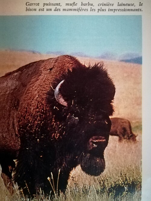 Bisons