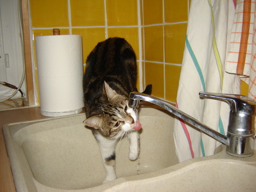 Nos chats dans le lavabo ou l'évier...