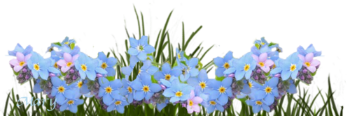 myosotis