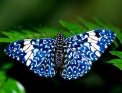 photos de papillons