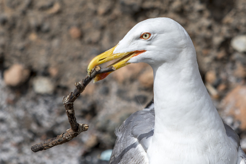 GOELAND BATISSEUR