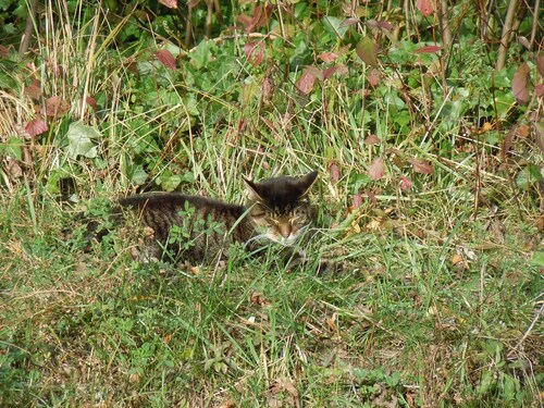 Mes chats de rencontres !