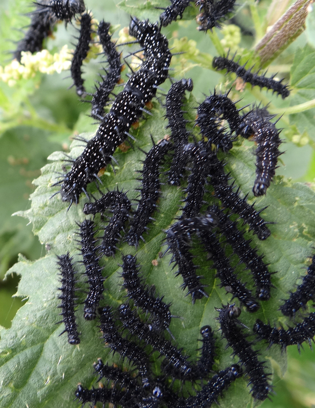 Chenille « Inachis io »