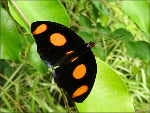 Photos de papillons tropicaux (Ile aux papillons-Noirmoutier)