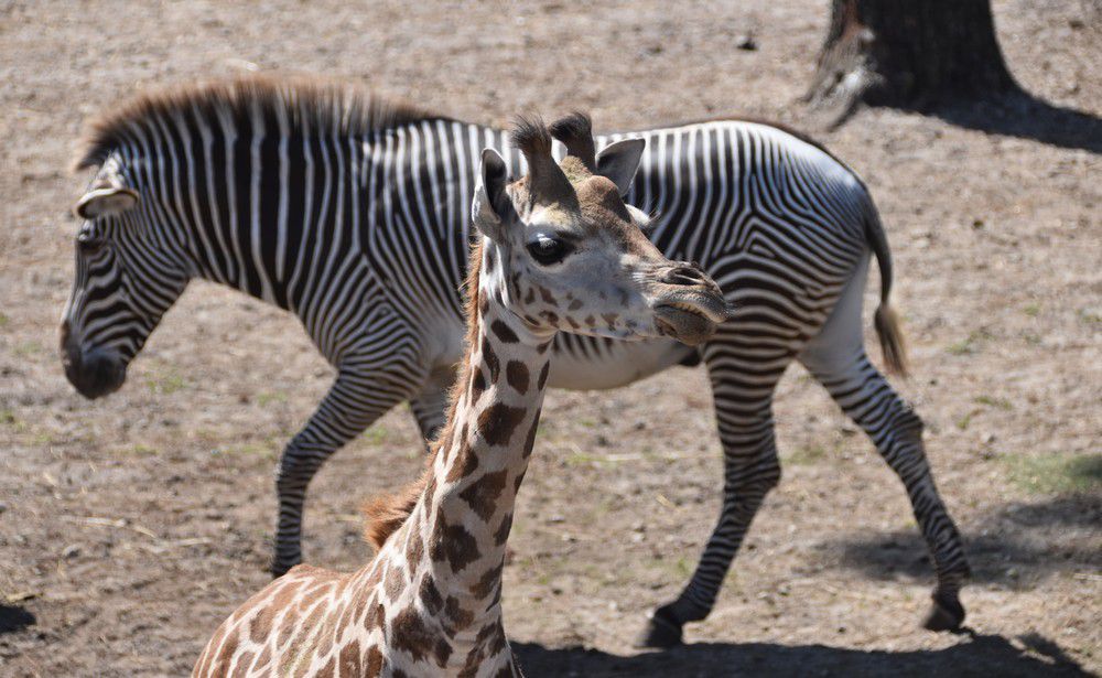 Les girafes du Zoo de La Teste - août 2024...