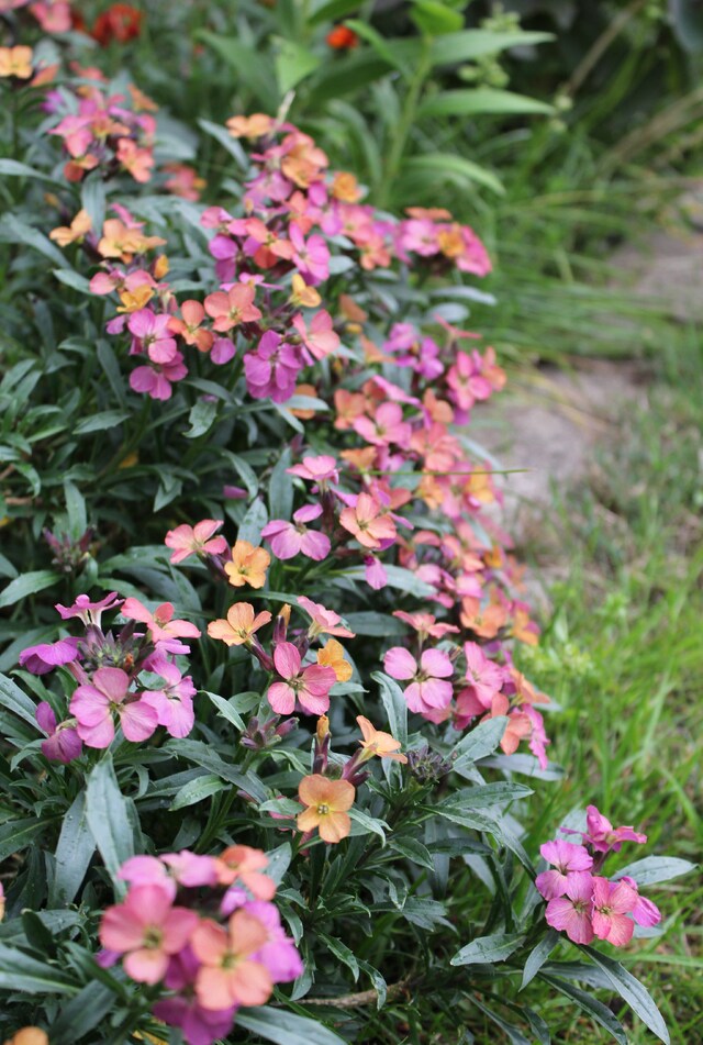 fausse giroflée -erysimum linifolium ' Constant Cheer '