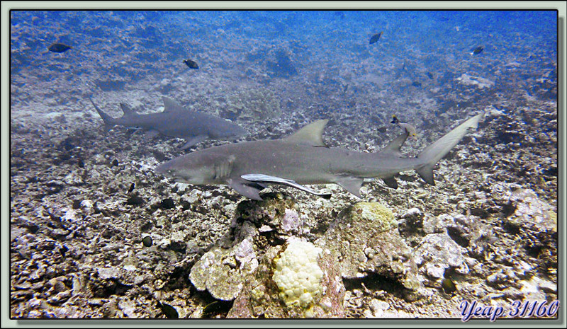 Plongée bouteille : requins citrons et poissons rémoras - Moorea - Polynésie française